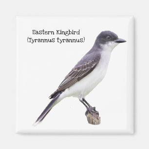 Imán Kingbird del este