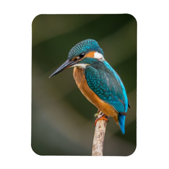 Imán KIngfisher (Vertical)