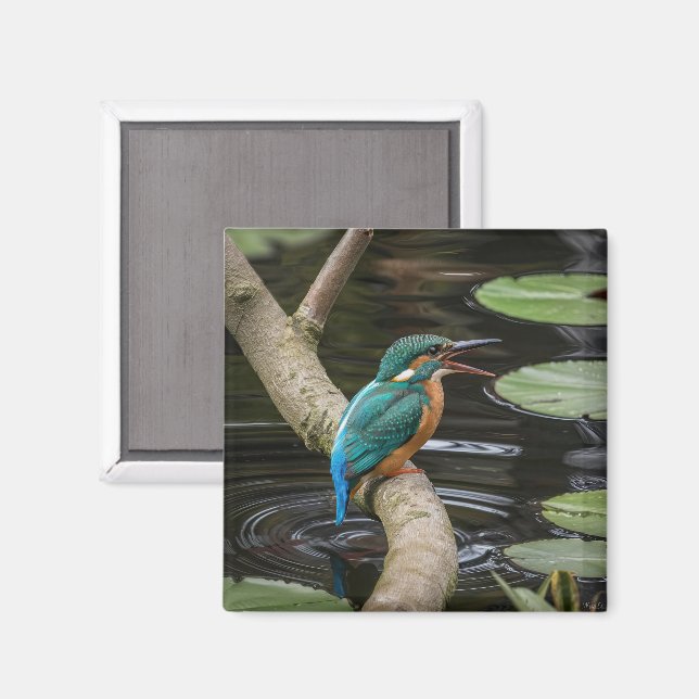 Imán Kingfisher Bird (Anverso/Reverso)