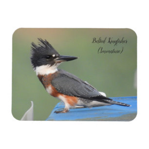 Imán Kingfisher con correa (inmaduro)