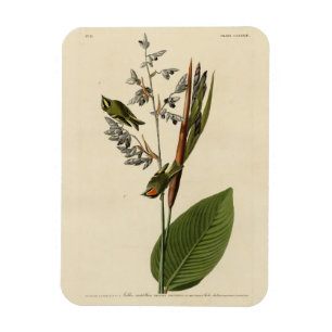 Imán Kinglet de corona dorada, los pájaros de América d