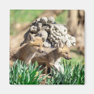 Imán Kits de Fox en el Valle de Hudson