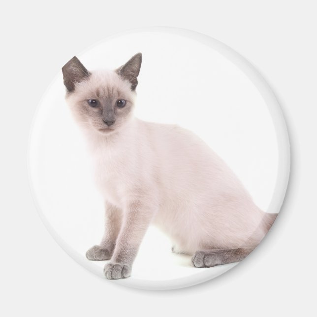 Imán kitten (Frente)
