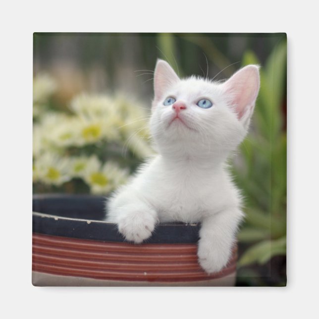 Imán Kitten blanco turco (Frente)