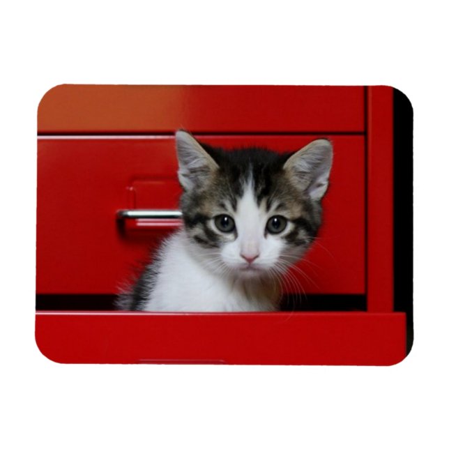Imán Kitten Peeking (Horizontal)