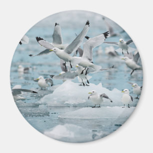 Imán Kittiwakes Flying