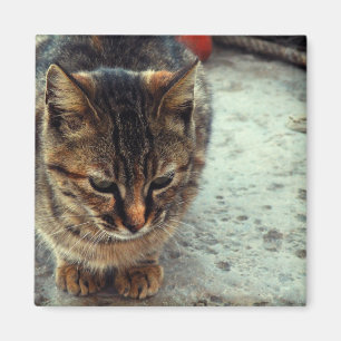 Imán Kitty