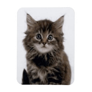 IMÁN KITTY CAT