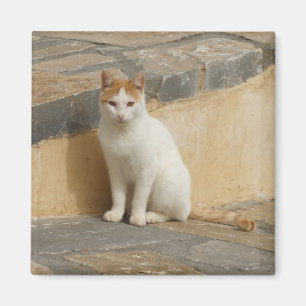 Imán Kitty Magnet