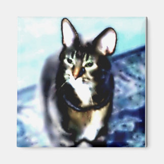 Imán Kitty Psychadelic