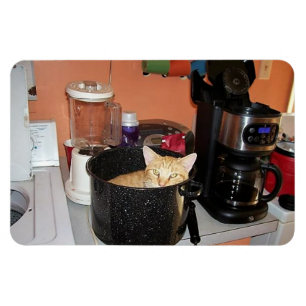 Imán Kitty Stew
