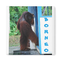 Knock Knock Amigos del barrio Borneo