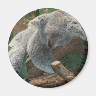 Imán Koala