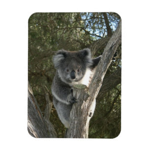 Imán Koala