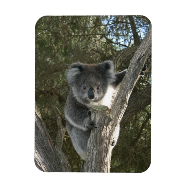 Imán Koala (Vertical)