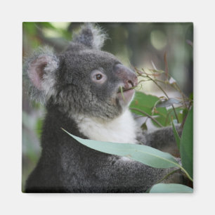 Imán Koala