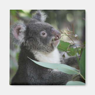 Imán Koala
