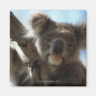 Imán koala
