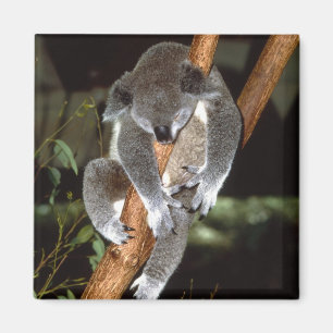 Imán koala1