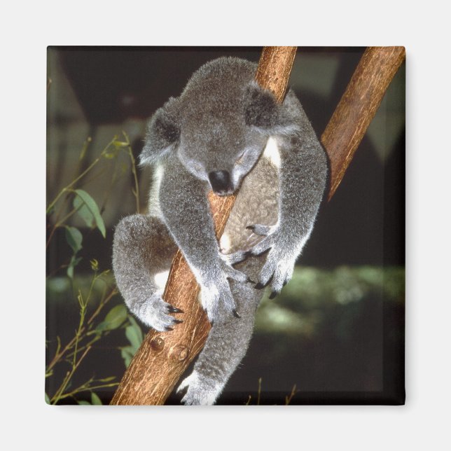 Imán koala1 (Frente)