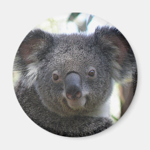 Imán Koala Australia Foto ZIZZAGO