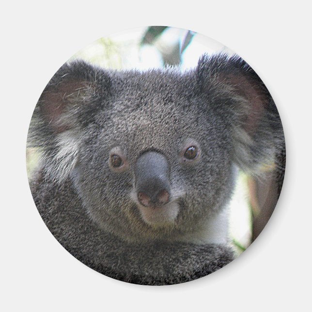 Imán Koala Australia Foto ZIZZAGO (Frente)