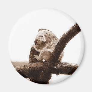 Imán Koala Bear