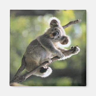 Imán Koala Bear
