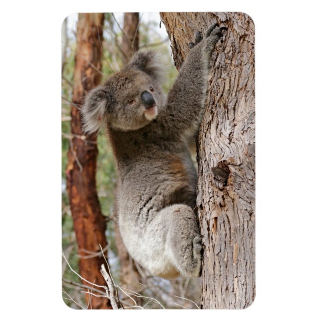 Imán Koala Bear (Vertical)