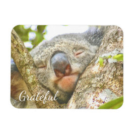 Imán Koala Bear Gratitude