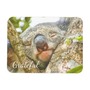 Imán Koala Bear Gratitude