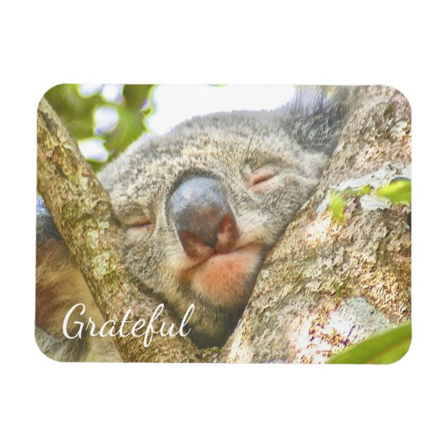 Imán Koala Bear Gratitude (Horizontal)
