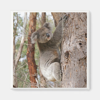 Imán Koala Bear Magnet