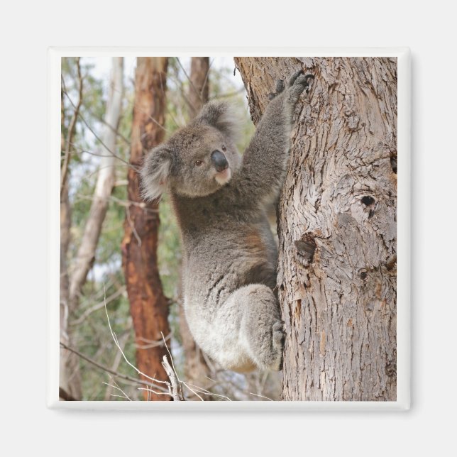 Imán Koala Bear Magnet (Frente)