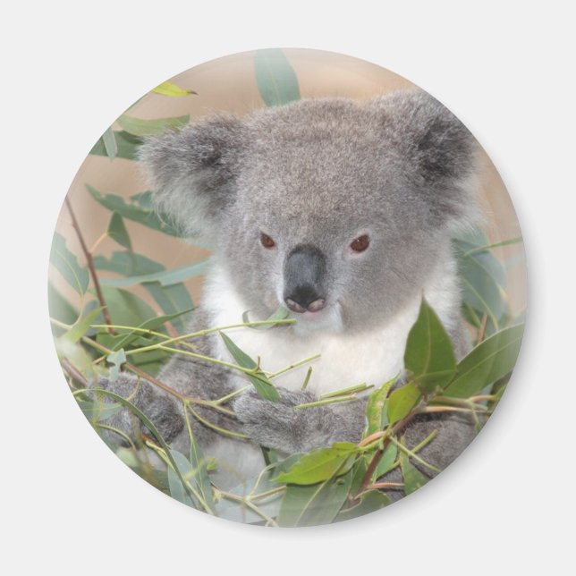 Imán Koala Bear Magnet (Frente)