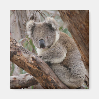 Imán Koala Bear Magnet