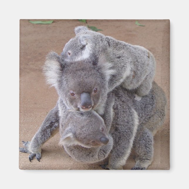 Imán Koala Bears Magnet (Frente)
