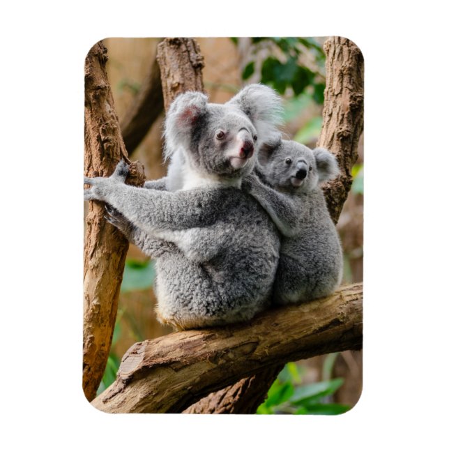 Imán Koala con un bebé en un árbol en Australia (Vertical)