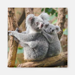 Imán Koala con un bebé en un árbol en Australia
