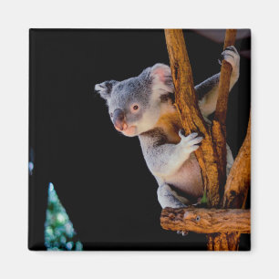 Imán Koala Cute en gris árbol