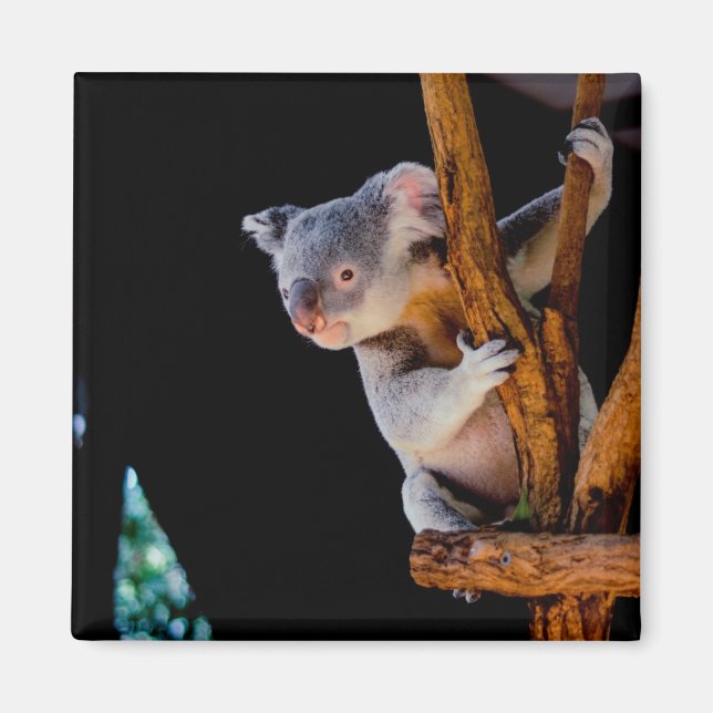 Imán Koala Cute en gris árbol (Frente)