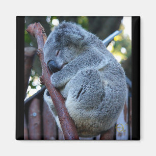 Imán Koala de la empanada de Cutie