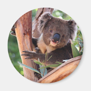 Imán Koala del Victorian