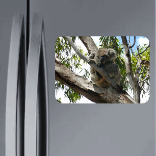 Imán Koala - Dormido