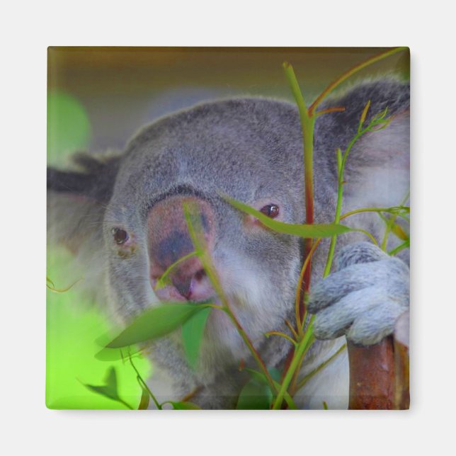 Imán Koala Eating Magnet (Frente)