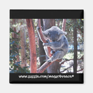 Imán Koala el dormir