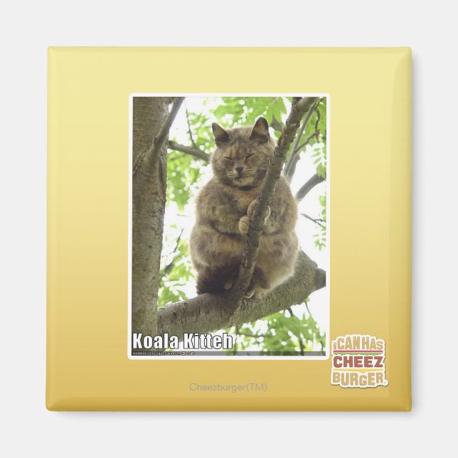 Imán Koala Kitteh (Frente)