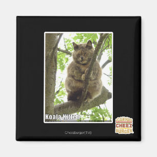 Imán Koala Kitteh