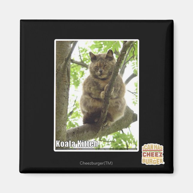 Imán Koala Kitteh (Frente)