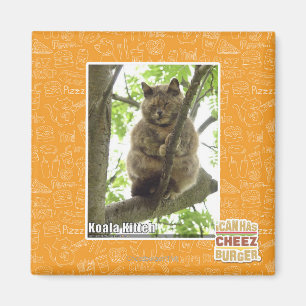 Imán Koala Kitteh